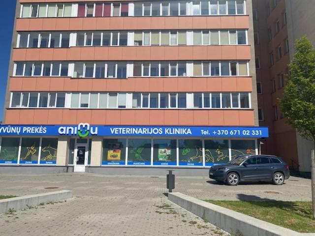 Vėtrungė, Klaipėda