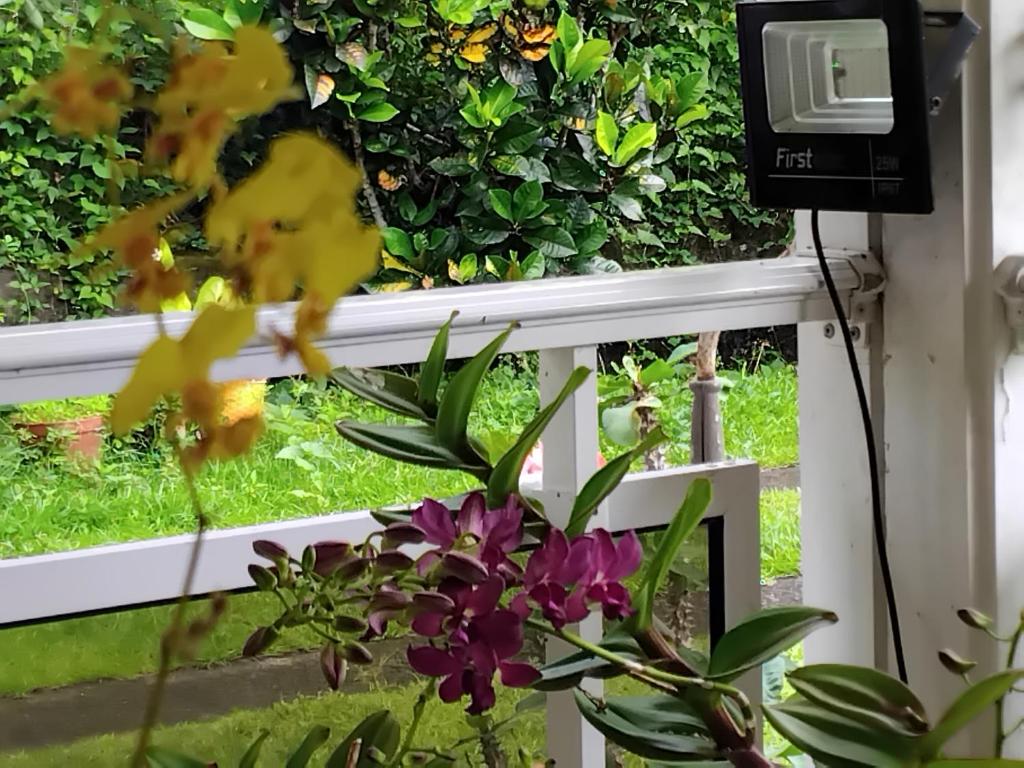 Vanille, Capesterre-Belle-Eau