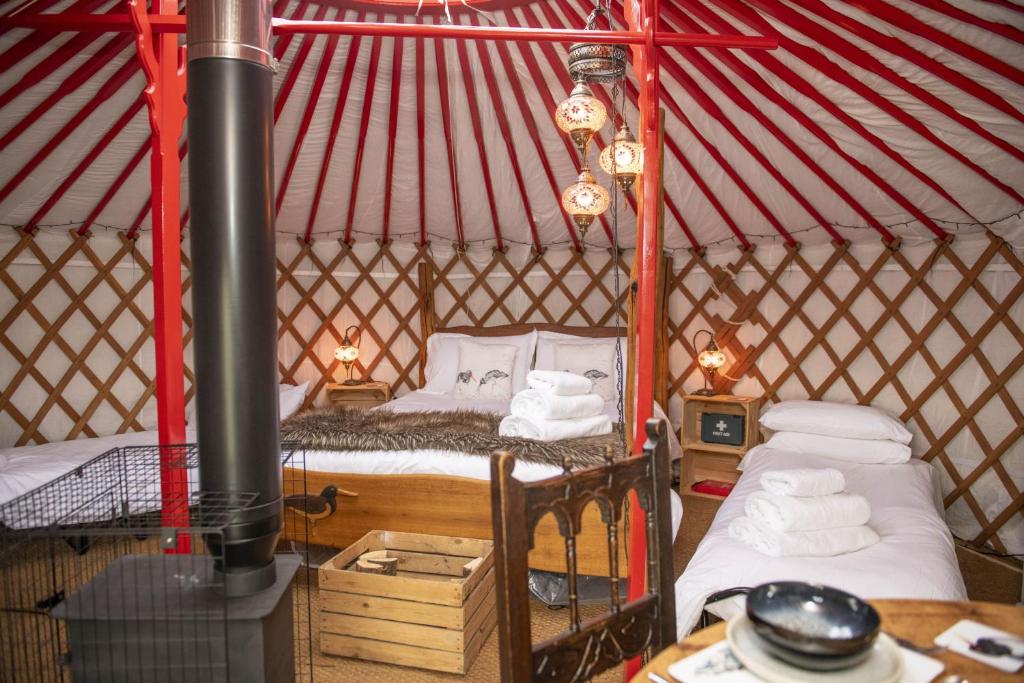 Oystercatcher, Askrigg