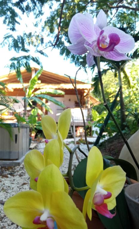 -Ecolodge Laïloas-, Saint-Louis