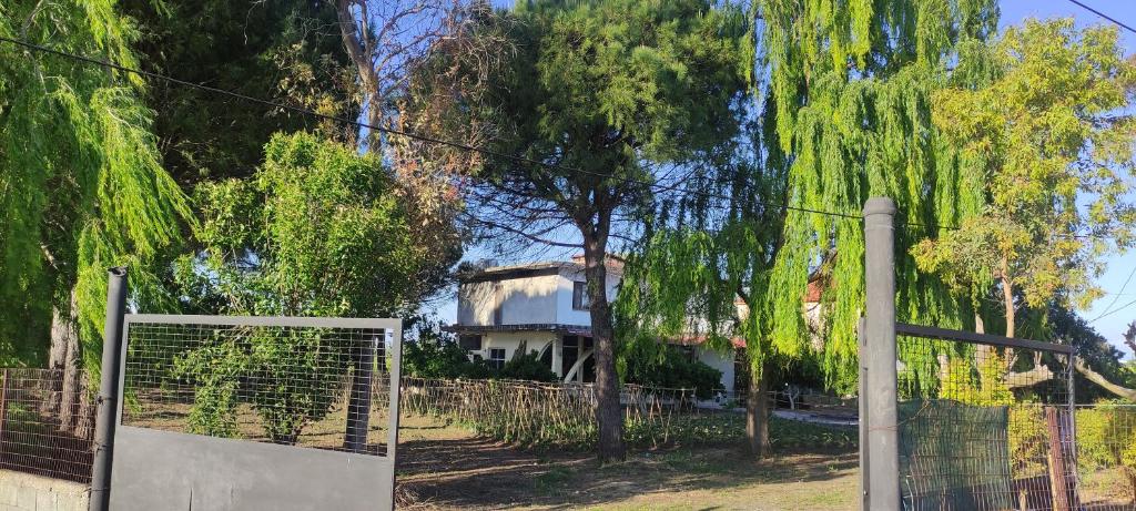 Among the trees and by the sea, Fier