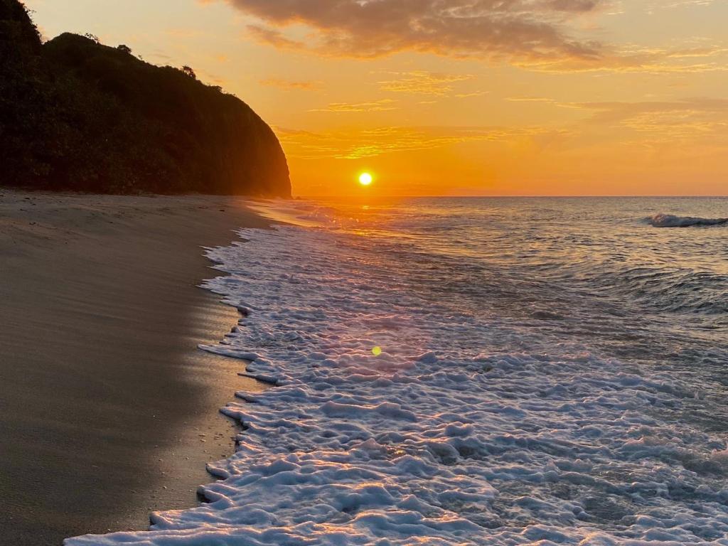 Cocobeach Palomino - 5