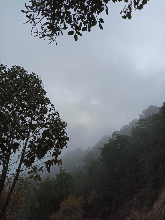 Habitación Hongo, Cedro