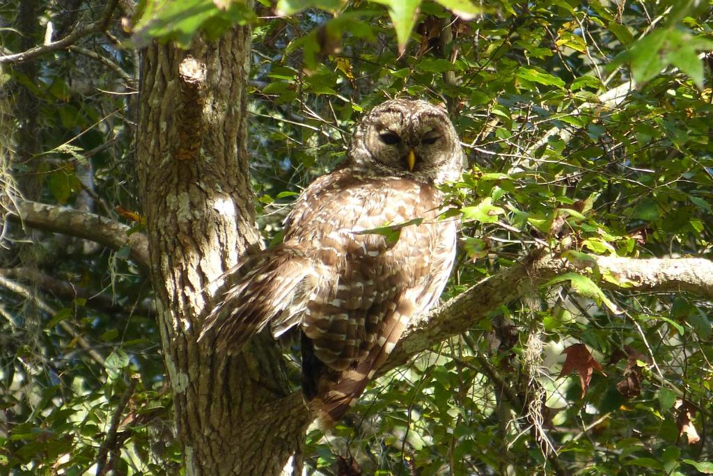 Wise Owl Retreat on the River, Dunnellon