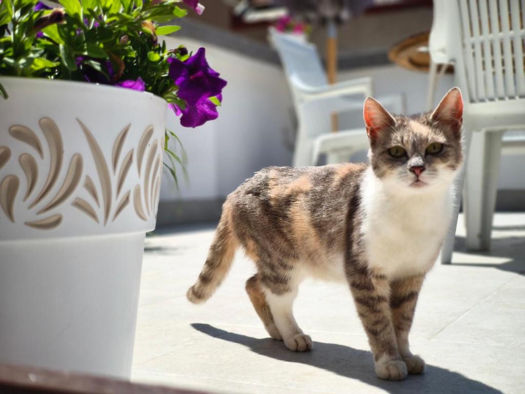 Yasmin Apartments - Your Window to Sarajevo - 5