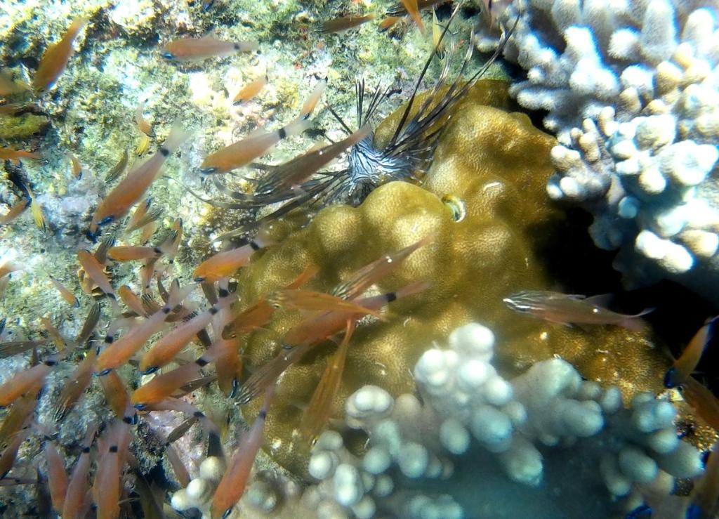 スポーツ/アクティビティ