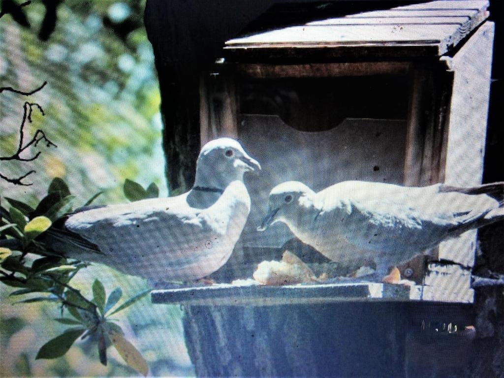 A la mer, VUE MER à la !, Ronce-les-Bains