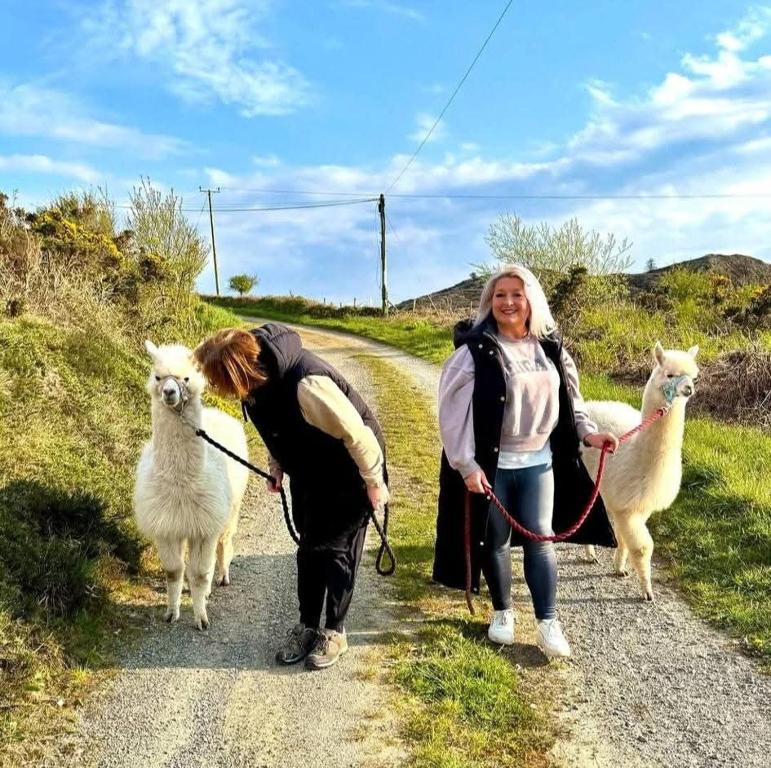 Short & Sweet Alpaca Retreat, Penrhos-Lligwy