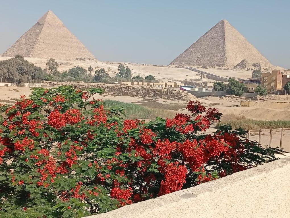 Sunset Oasis, Káhira