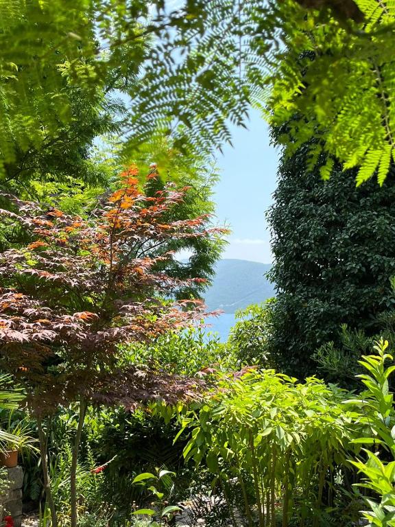 Bamboo apartment 1 Herceg Novi - 1