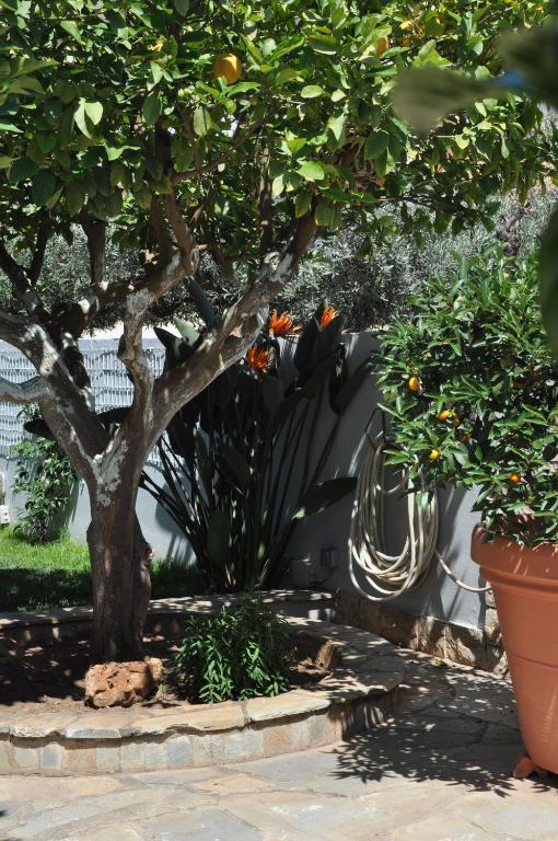 The BloomYard, Markopoulon