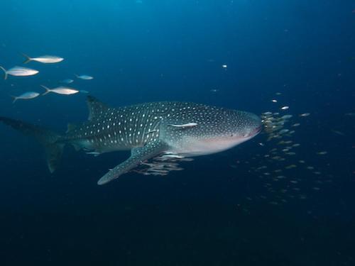 Sports and activities