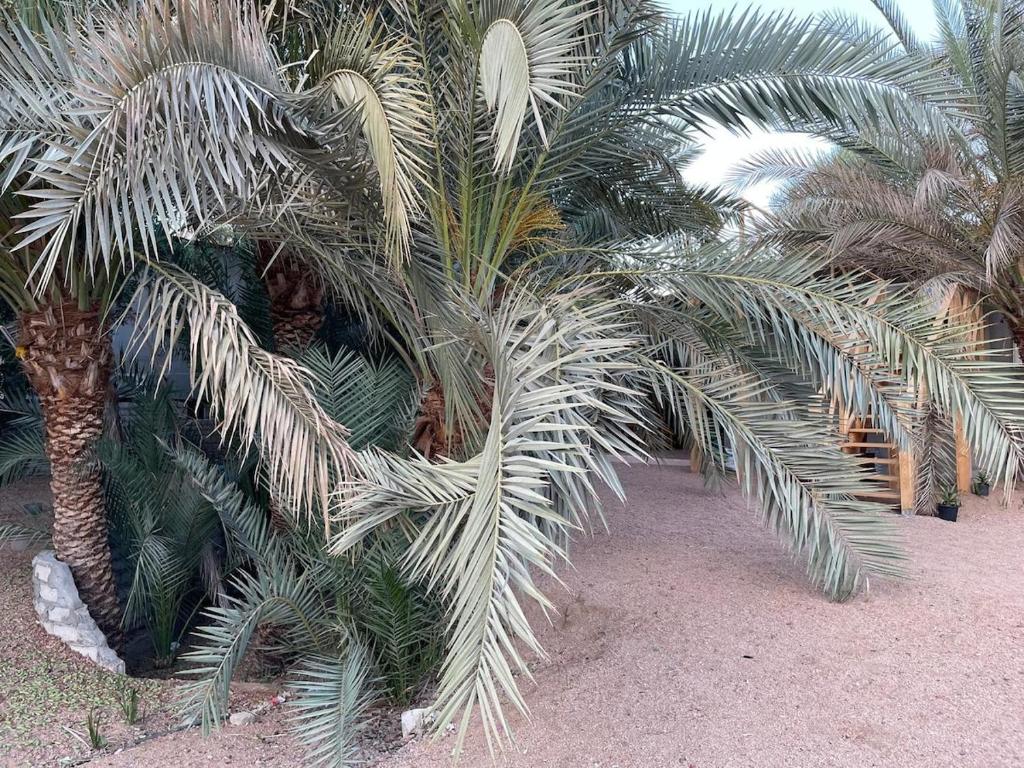 Palm nest home, Dahab