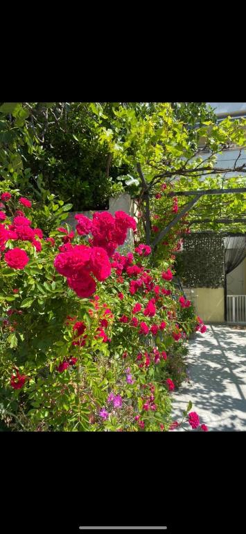 Skenderi Apartment Studio 전경