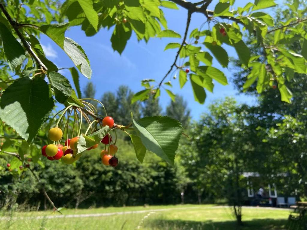 Bell Nook- Shepherd's hut with a spacious wood-fired hot tub, Tonbridge