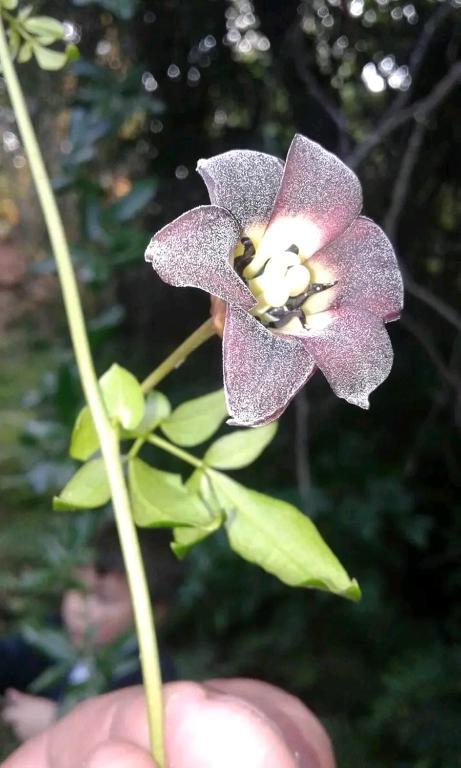 Hostal Nativo los angeles - 2