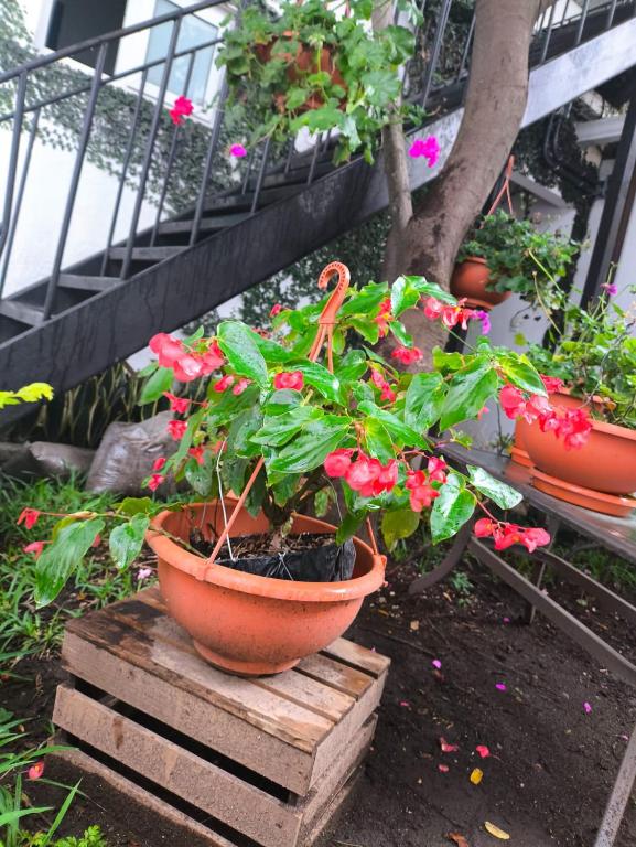 Jardín