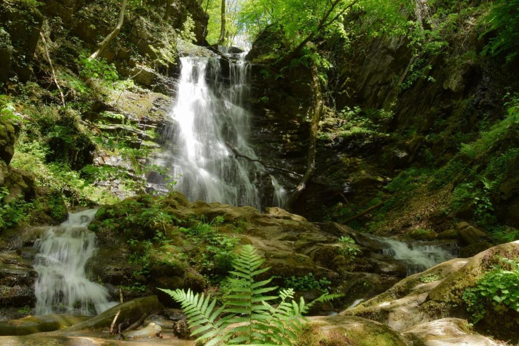 アクティビティ