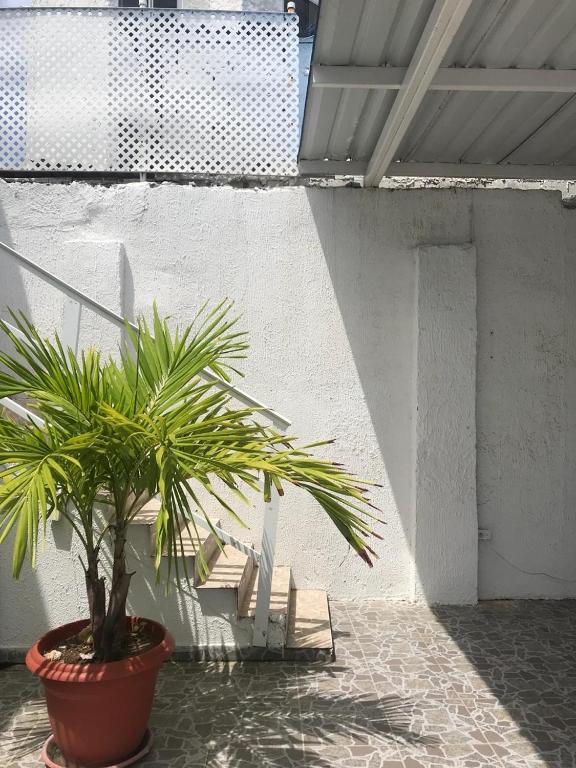 Tropical Dreams - 2