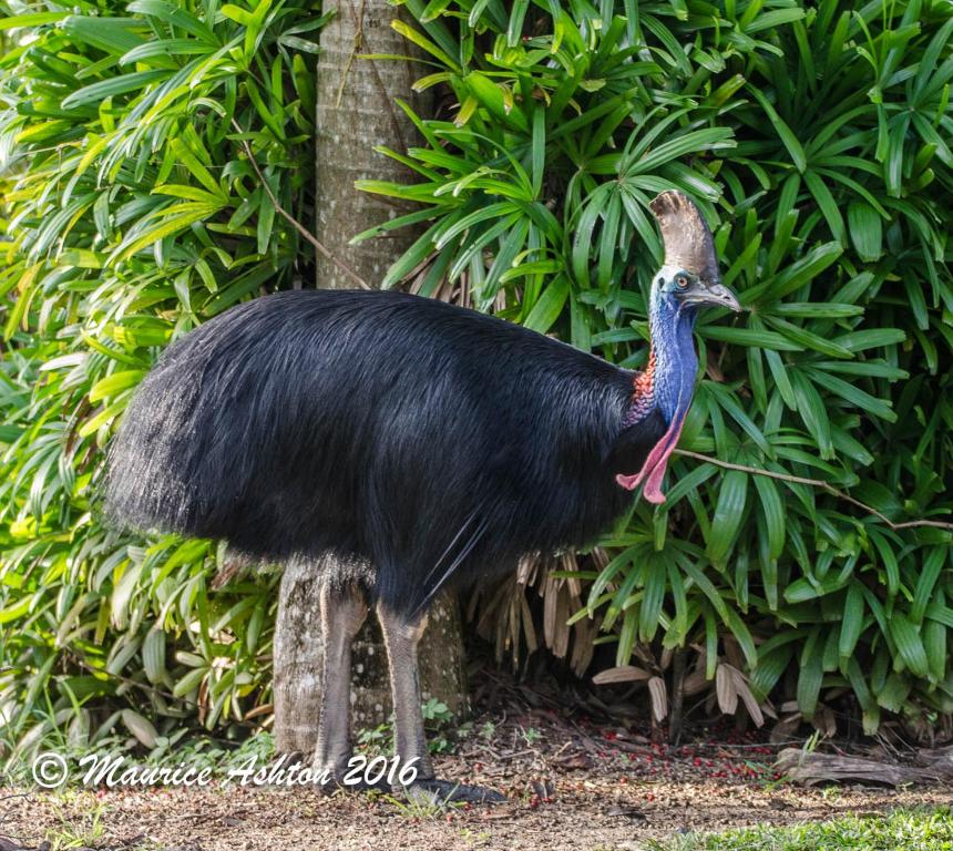 BIG4 Tasman Holiday Parks - South Mission Beach photo
