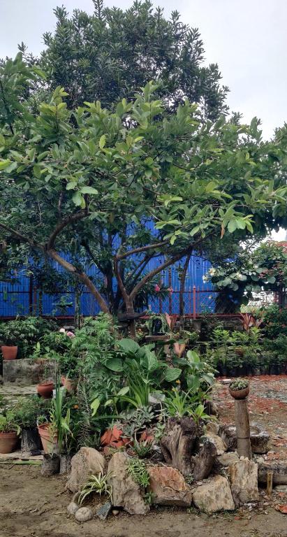 Amu Ghumounte Stay, Pātan