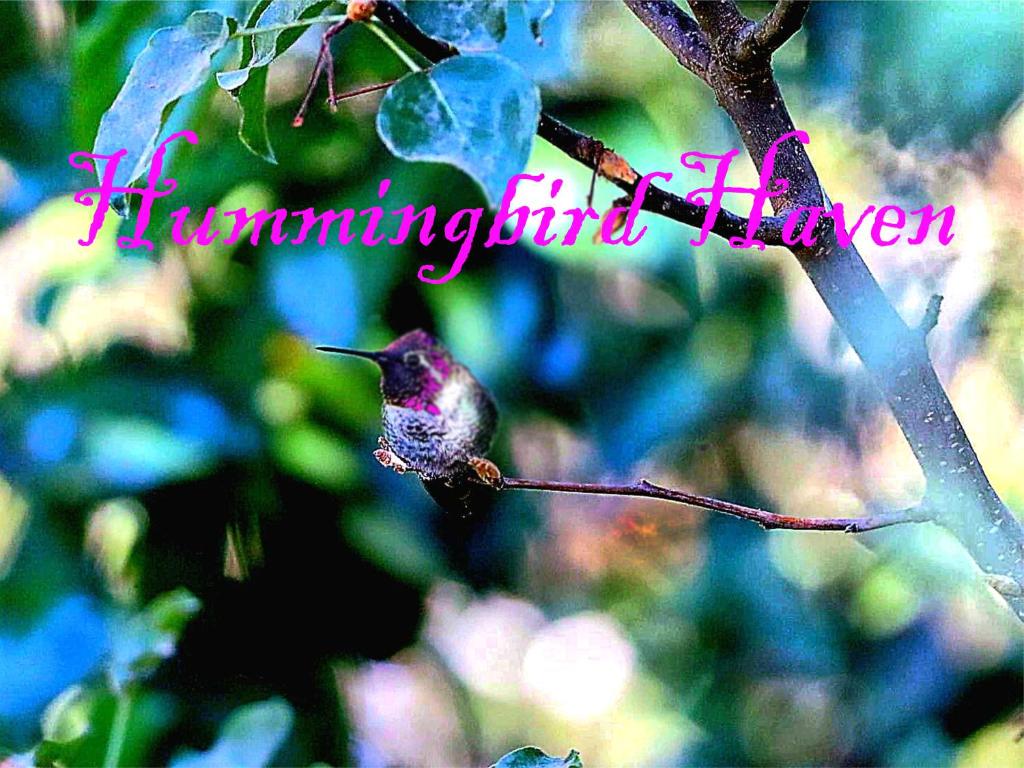 Kings River Reflections, Sanger