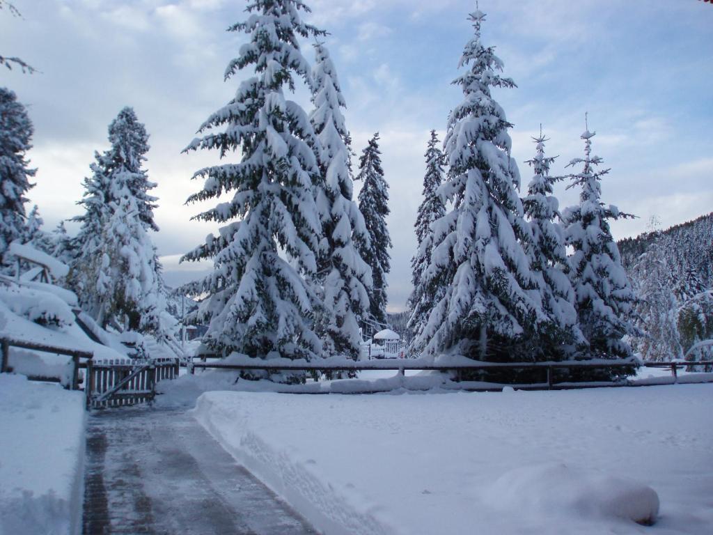 Monolocali Alberti - Des Alpes