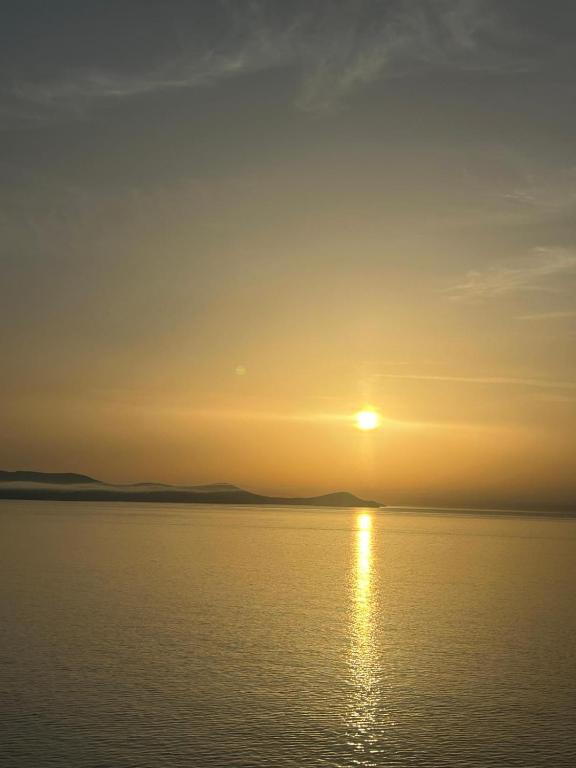 L'anguille du port, Port-la-Nouvelle
