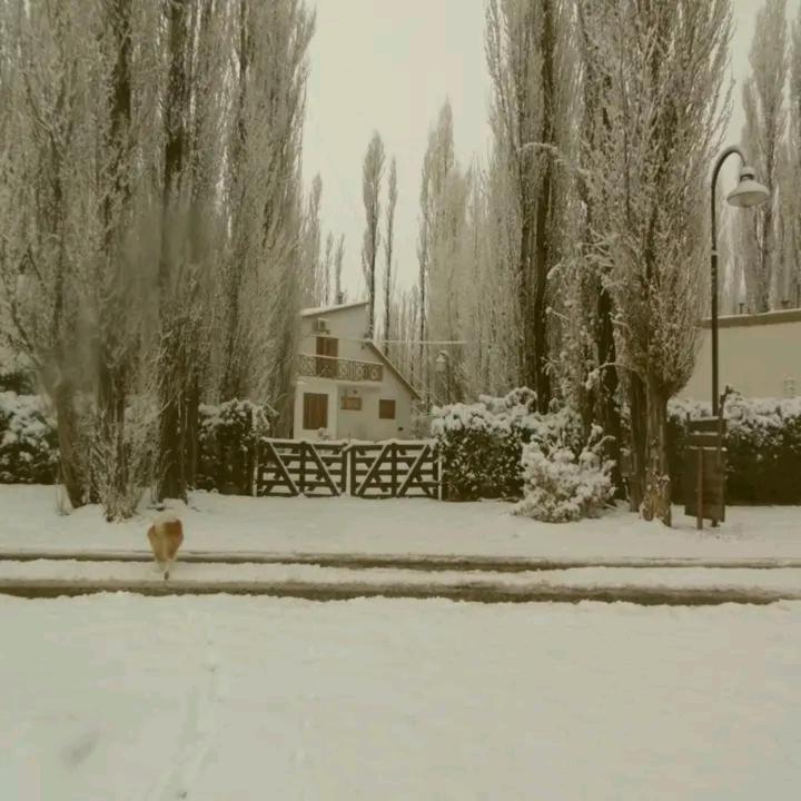 Los Abedules Bungalow - homestay - 3