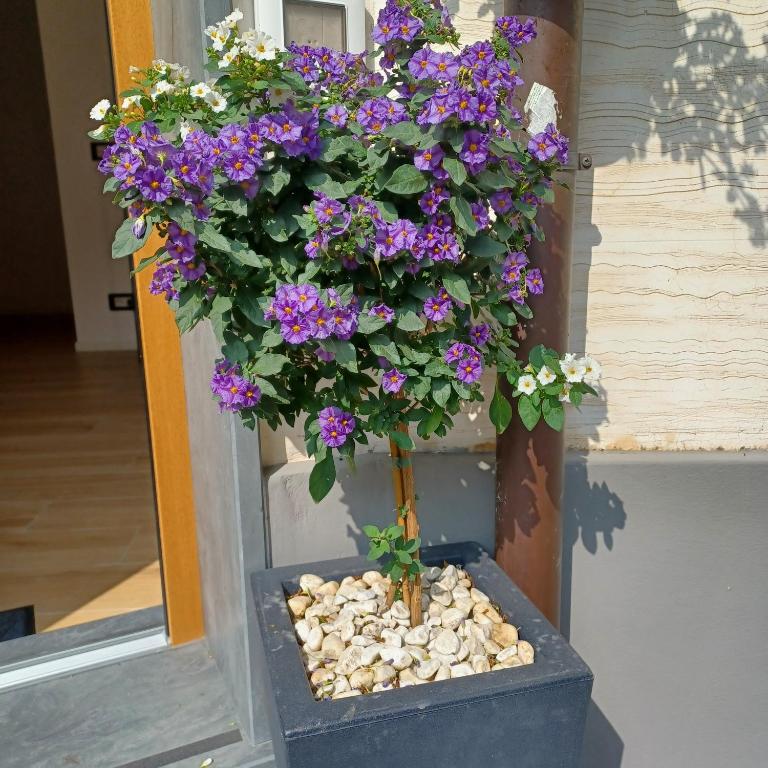 Atarassia suite luxury - 3