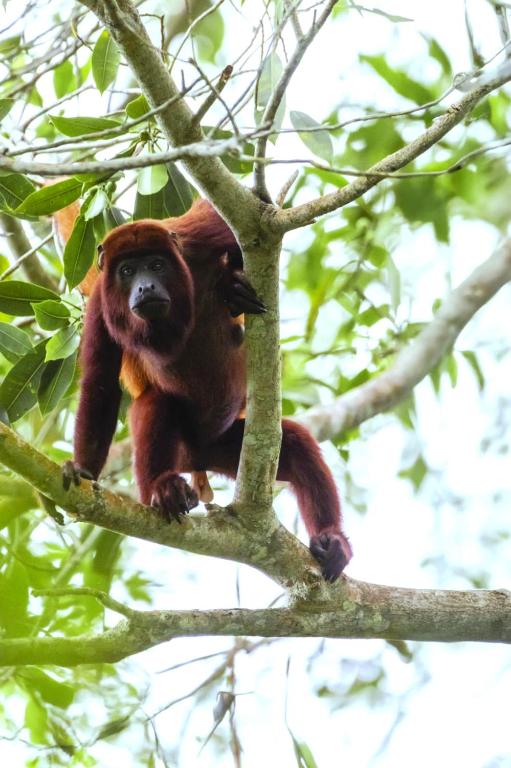 La Merecida, Nature Reserve, Coffee Cocoa Wellness - 4