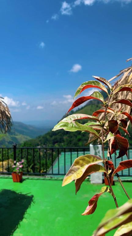 Nest Of Peak Ella, Ella