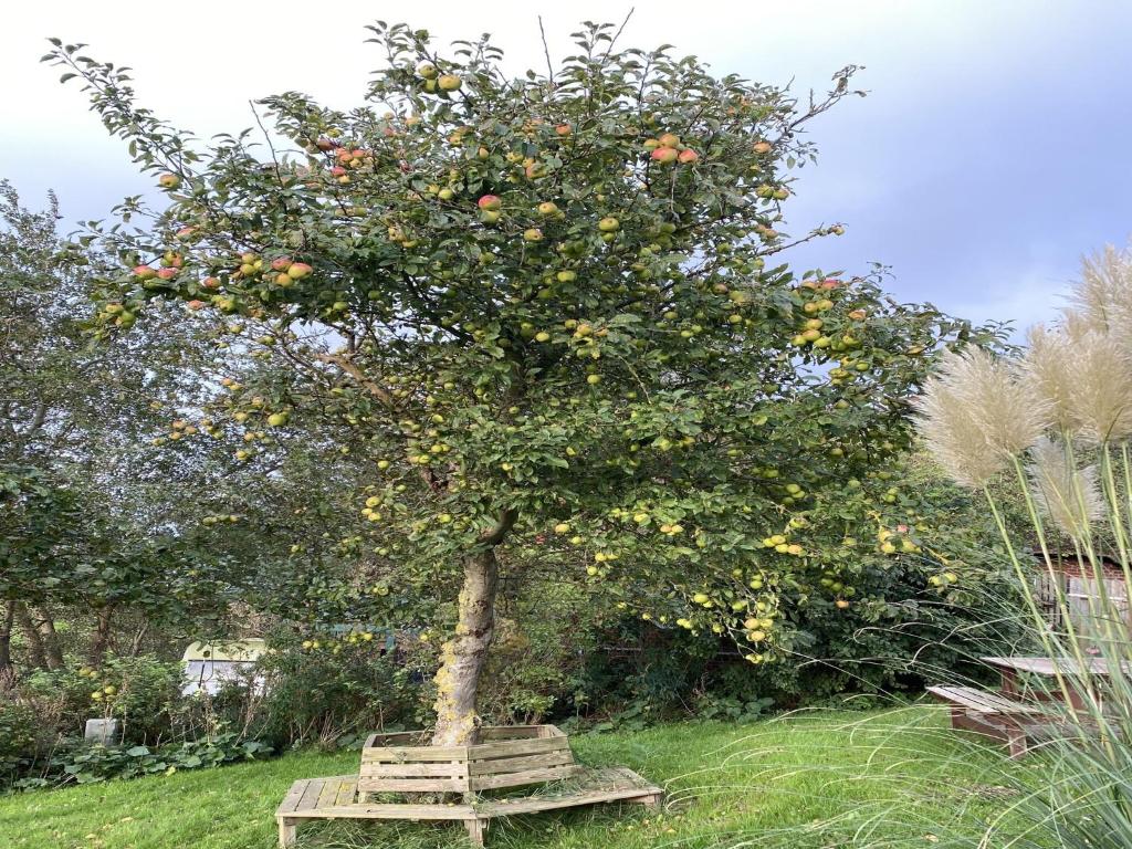 Opas Hus auf Pellworm, Pellworm