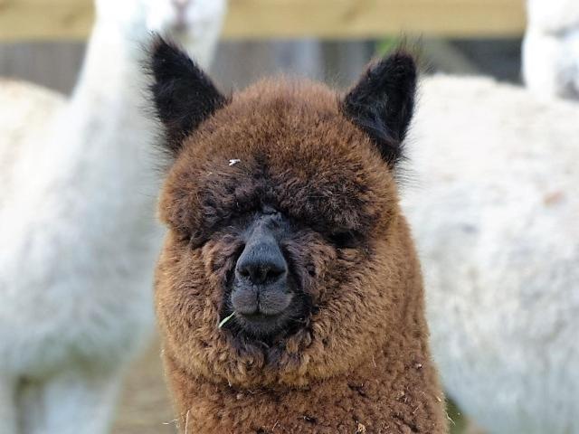 Gîte 2 dans un élevage d'alpagas 3 chambres, Mellionnec