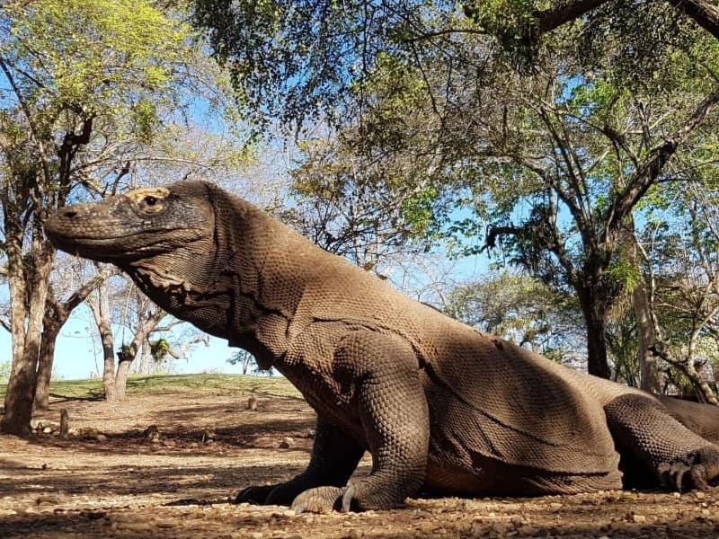 4D3N CRUISE Lombok-Komodo-Flores, Mangsit