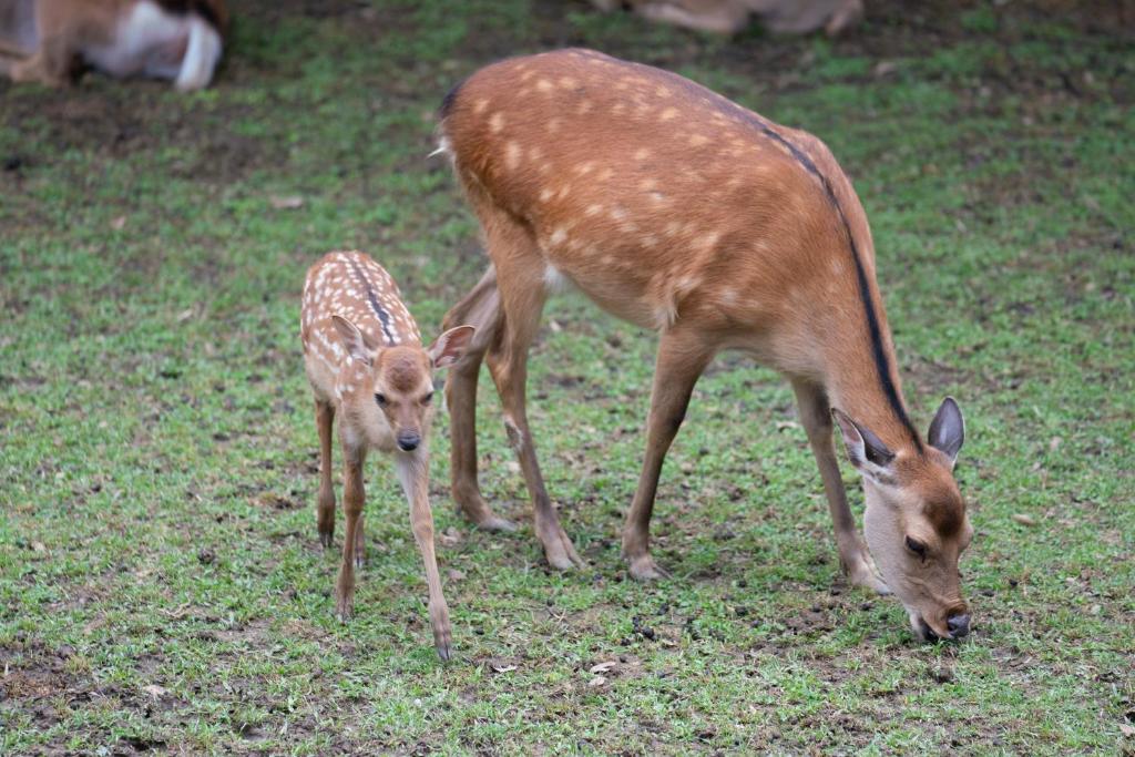 Nearby attraction