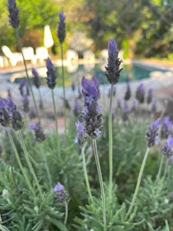 Altos del Tala Aparts - 5