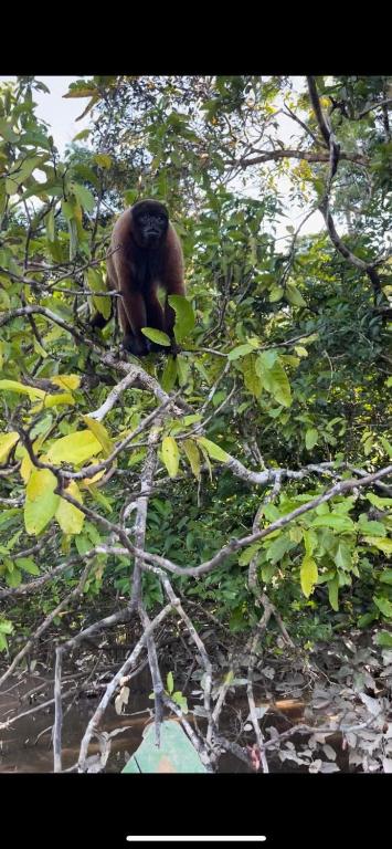 Amazon eagle Explore - 2