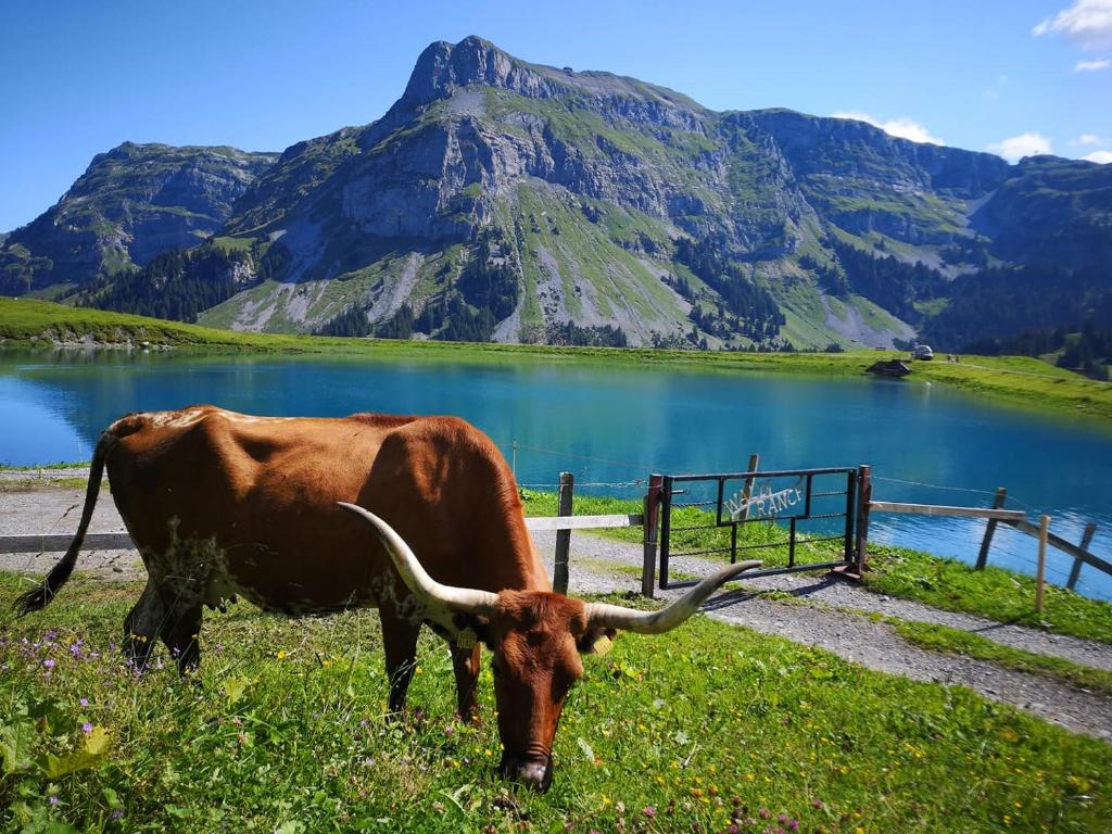 kleines Doppelzimmer mit Dusche WC, Muotathal