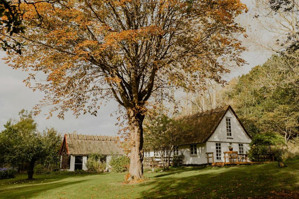 Thatched House Between Forest And Meadow, Kalundborg