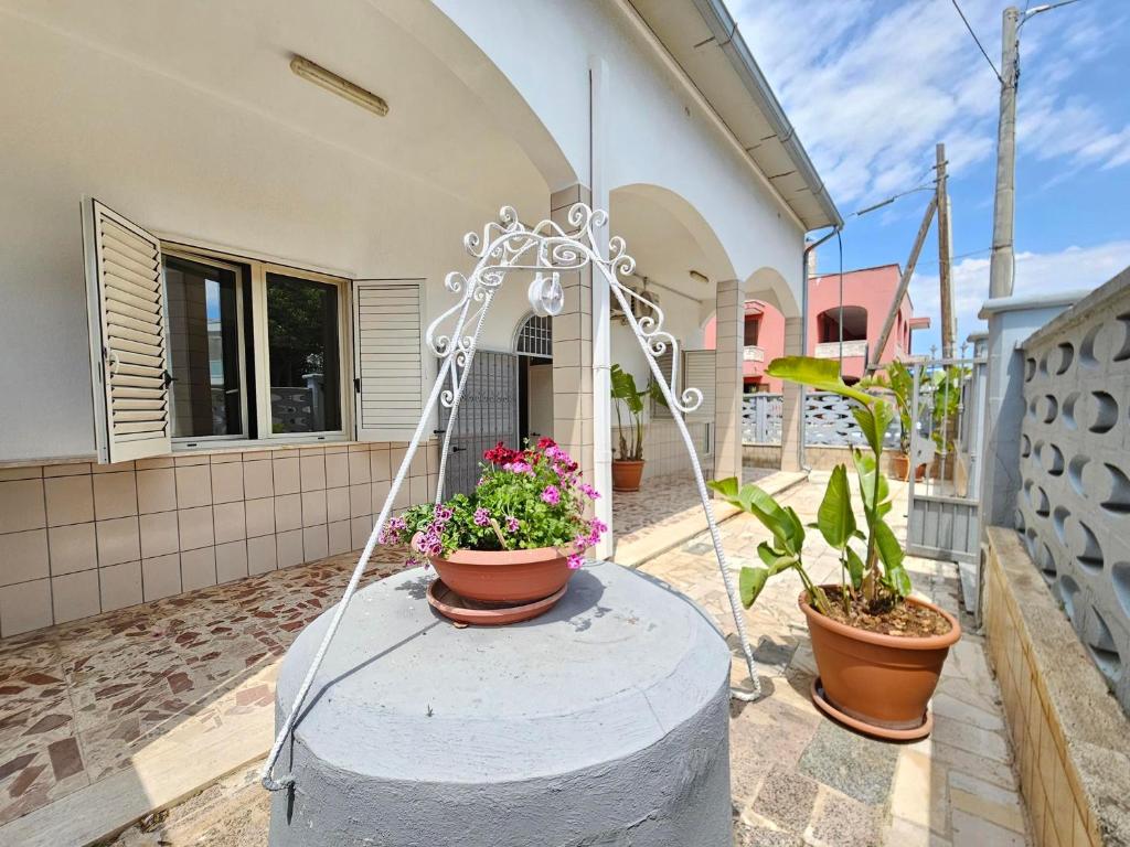 Daisy House - 1