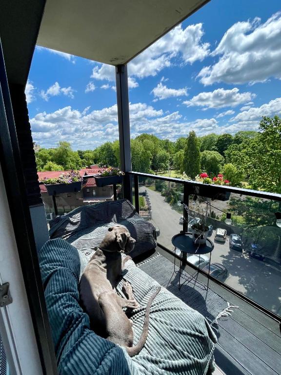 Cashmere apartment in Žaliakalnis, Kaunas