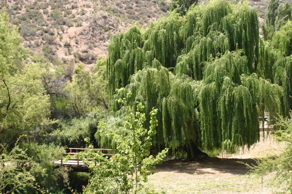 Gran Casa y Parcela de Campo y Montaña a 90 minutos de Santiago - 3