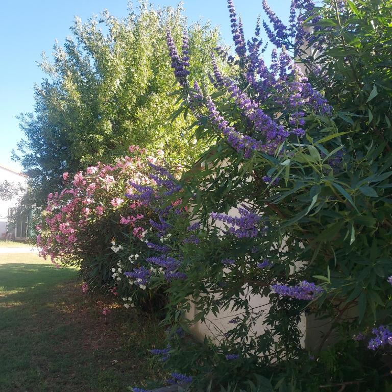 Bergerie d'Alivon en Camargue - 3