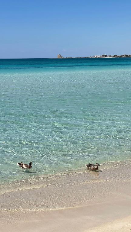 Salento apartment - 5