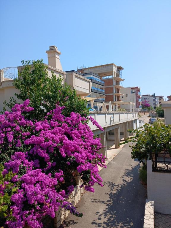 Apartments Vila Kurtagic - 2
