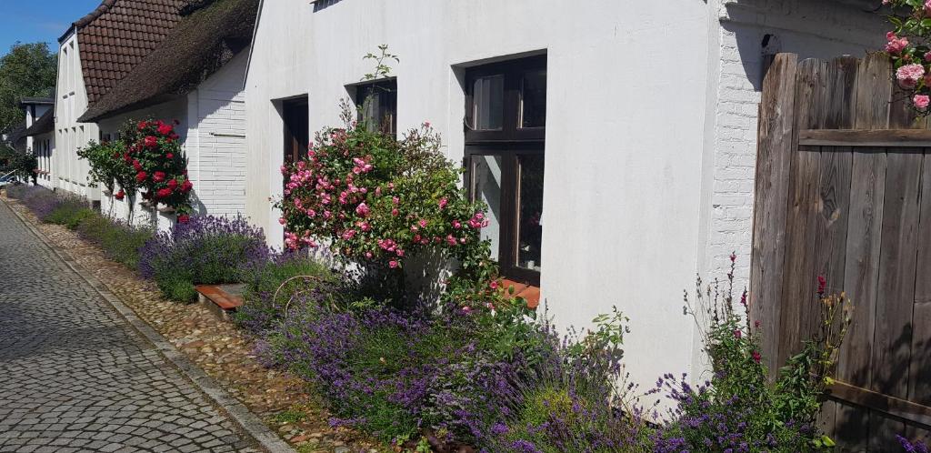 Fischerstern, Maasholm