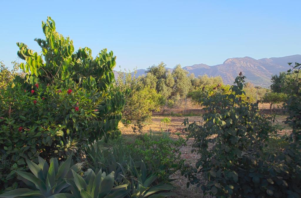 Finca La Madreselva - 3