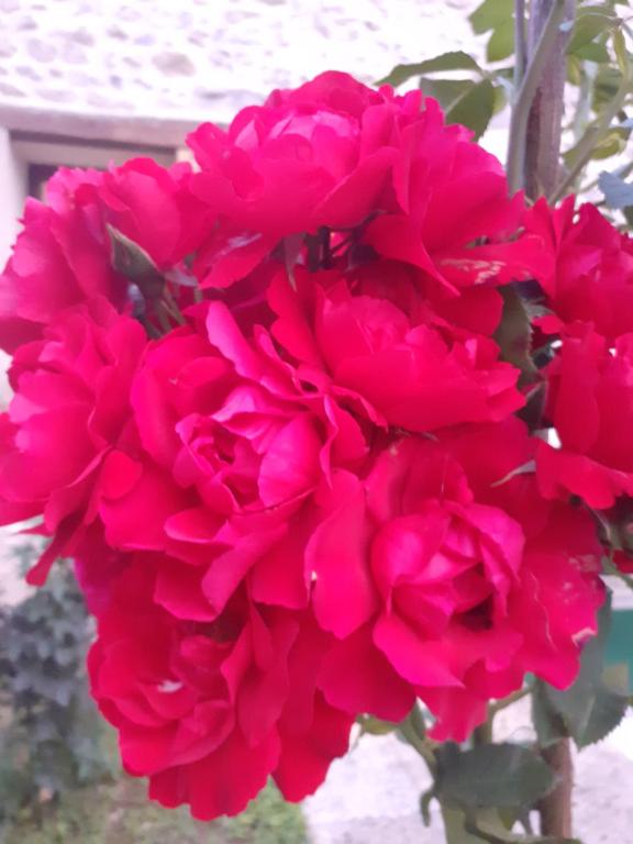 Gîte pres de Giverny, Gasny