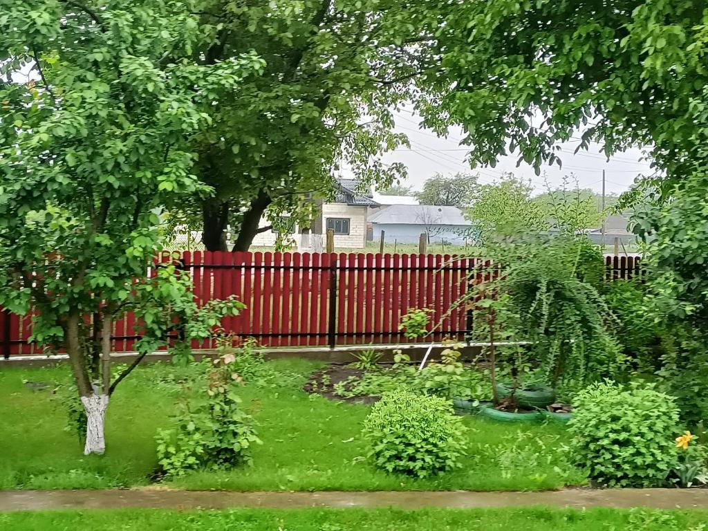 Costi&Miha, Botoşani